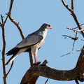 Ein Raubvogel im Kgalagadi NP