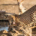 Ein durstiger Gepard am Wasserloch
