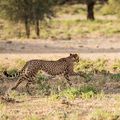 Ein Gepard im gestreckten Galopp