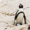 Ein Afrikanischer Pinguin beim Br&uuml;ten