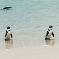 Pinguinparade