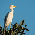 Ein Cattle Egret