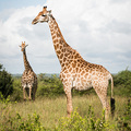 Giraffen im Kr&uuml;ger NP