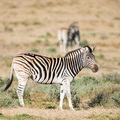 Ein Burchell-Zebra mit den typischen Schattenbanden zwischen den schwarzen Streifen im Addo Elephant NP