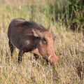Ein Warzenschwein im Addo Elephant NP