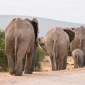 Elefanten im Addo Elephant NP