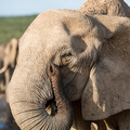 Portrait einer Elefantendame im Addo Elephant NP