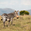 Ein Bergzebra mit feinen schwarzen Streifen und einem gelblichen Gesicht im Mountain Zebra NP
