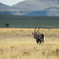 Ein Oryx im Mountain Zebra NP