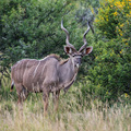 Ein Kudu-Bock im Mountain Zebra NP