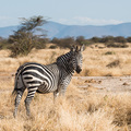Zebra im Ruaha Nationalpark