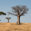 Baobab und Schirmakazien im Ruaha Nationalpark