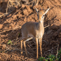 Dik-Dik, die kleinste Antilope, im Ruaha Nationalpark