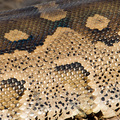 Python im Ruaha Nationalpark