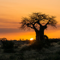 Sonnenuntergang mit Baobab im Ruaha Nationalpark