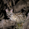 Nachtaktive Zibet-Katze im Ruaha Nationalpark