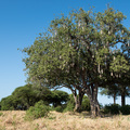 Leberwurstbaum im Ruaha Nationalpark