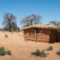 Einfache H&uuml;tten unter Baobabs in der Maasai-Steppe