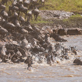 Fluss&uuml;berquerung in der Serengeti