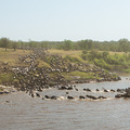 Stress f&uuml;r alle Beteiligten: Flussdurchquerung der Gnus am Mara Fluss