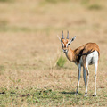 Junge Gazelle