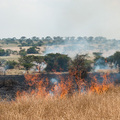 Buschbrand in der Serengeti
