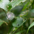 Spinnennetz im Mpanga Forest Reserve