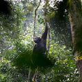 Schimpanse im Kibale Forest NP