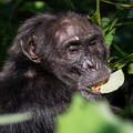 Schimpanse bei der Hauptbesch&auml;ftigung: Fressen