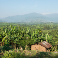 Die Ruwenzori-Berge und typisch ugandisches Farmland