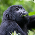 Ein Gorilla bei seiner Hauptbesch&auml;ftigung: Fressen!
