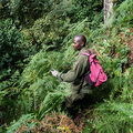 Der undurchdringliche Wald im Bwindi Impenetrable NP