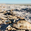 Fischsterben an der Salton Sea