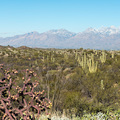 Saguaro W&uuml;ste ausserhalb von Tucson
