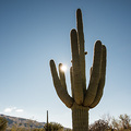 M&auml;chtiger Saguaro Kaktus