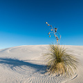 Yucca im weissen Sand