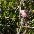 Pinker L&ouml;ffler im Everglades NP