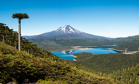 Der Llaima Vulkan im Lago Conguillío Nationalpark umrahmt von Araukarien