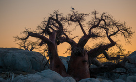 Baobab auf Kubu Island