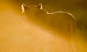 Löwin im Abendlicht, Kgalagadi National Park