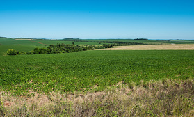 Gentech-Soyafeld im landwirtschaftlich produktiven Süden von Paraguay