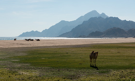 Kamele bei einer Lagune