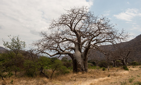 Im Tal der Baobabs im Süden von Tansania