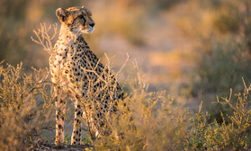 Ein Gepard im Kgalagadi Nationalpark (NP)
