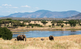 Elefanten im Ruaha Nationalpark