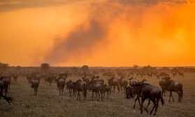 Gnus in der brennenden Serengeti auf Wanderschaft